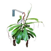 Soporte colgante para plantas